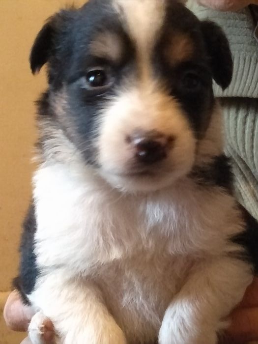 Щенки срочно отдам