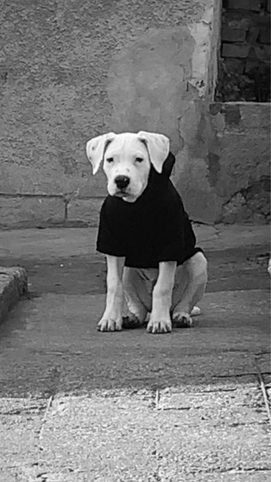 Дого Аржентино