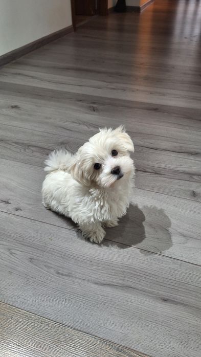 Bichon malteze mini-toy