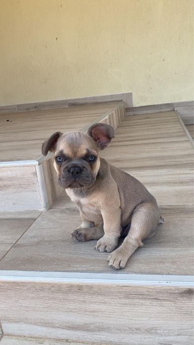 Bulldog Francez