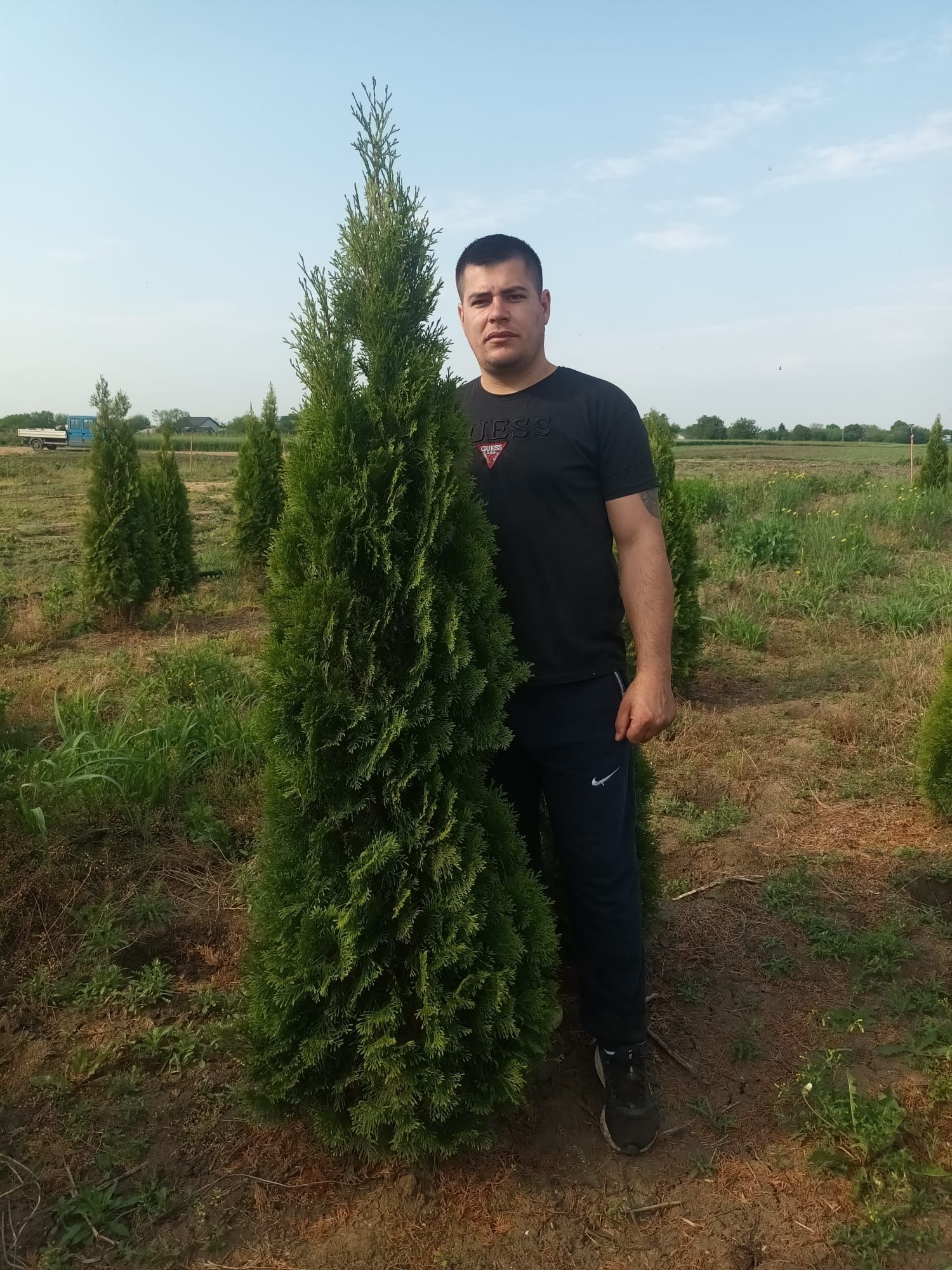 Tuia thuja smaragd talie mare 1,70 1,80