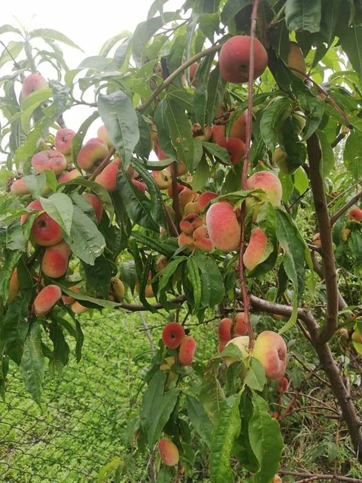 Vita de vie,  pomi fructiferi  si pomi Columnari