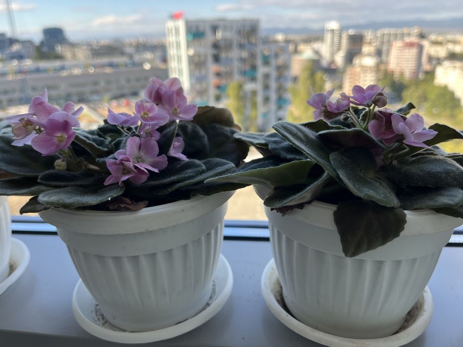 Теменужка в саксия (сентполия)