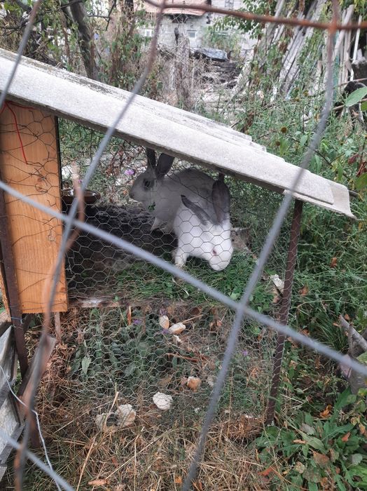 De vânzare 2 iepuri