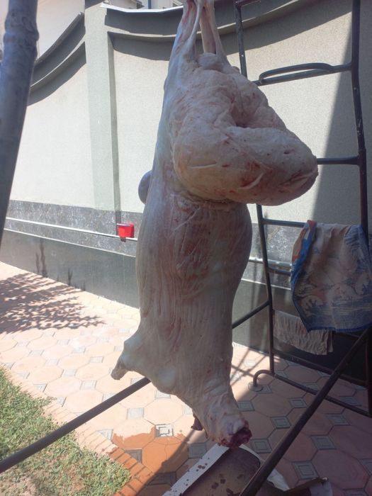 Qo‘chqor oborib so'yib beramiz Qassoblik xizmati sifatli qoylar