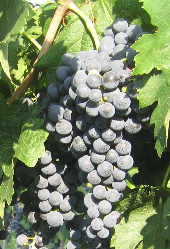 Struguri de vin diverse soiuri.