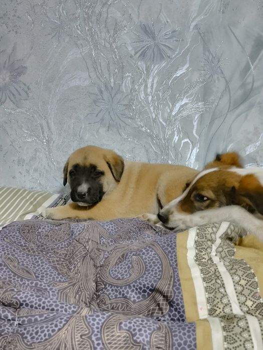 Щенята в добрые руки