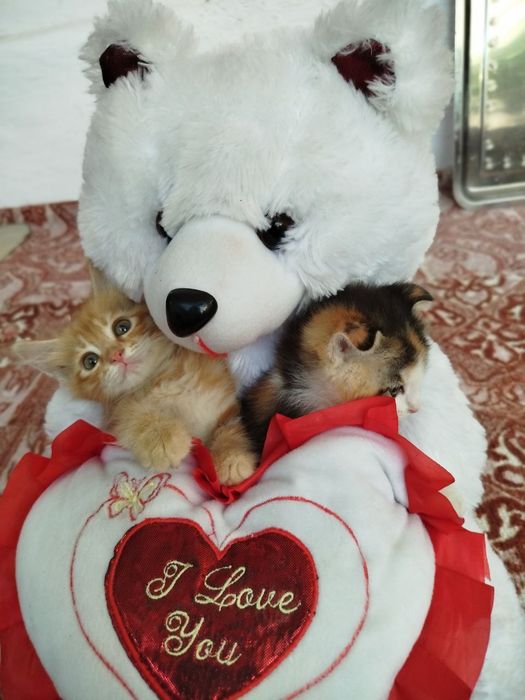 Пародали мушук болари