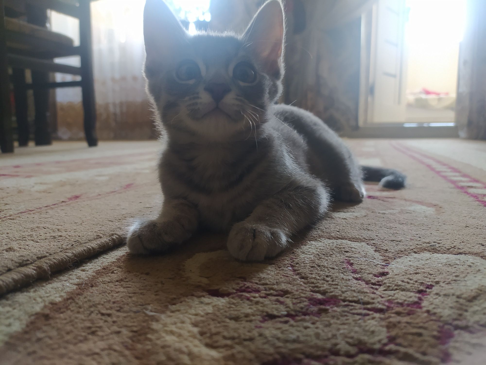 Милая кошечка Рэйчел