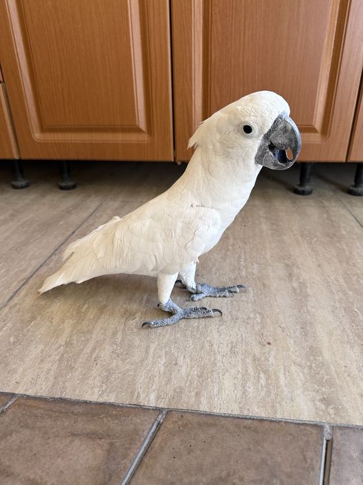 Бело хохлый какаду сотилади Идеал ручной пара иккаласи хам гапиради.
