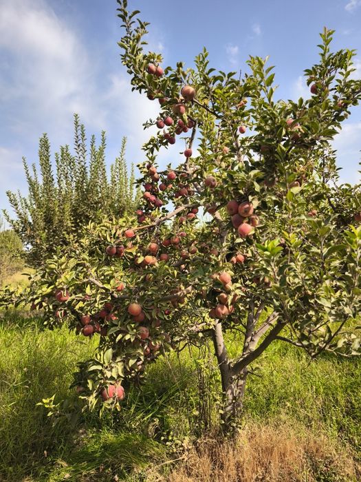 Самарканд Шредер кучатлари ишончли ва сифатли