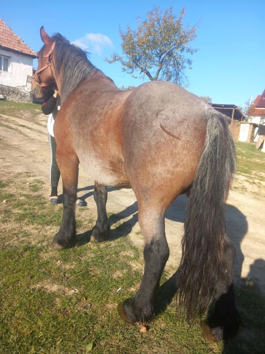 Iapa de vanzare frumosa