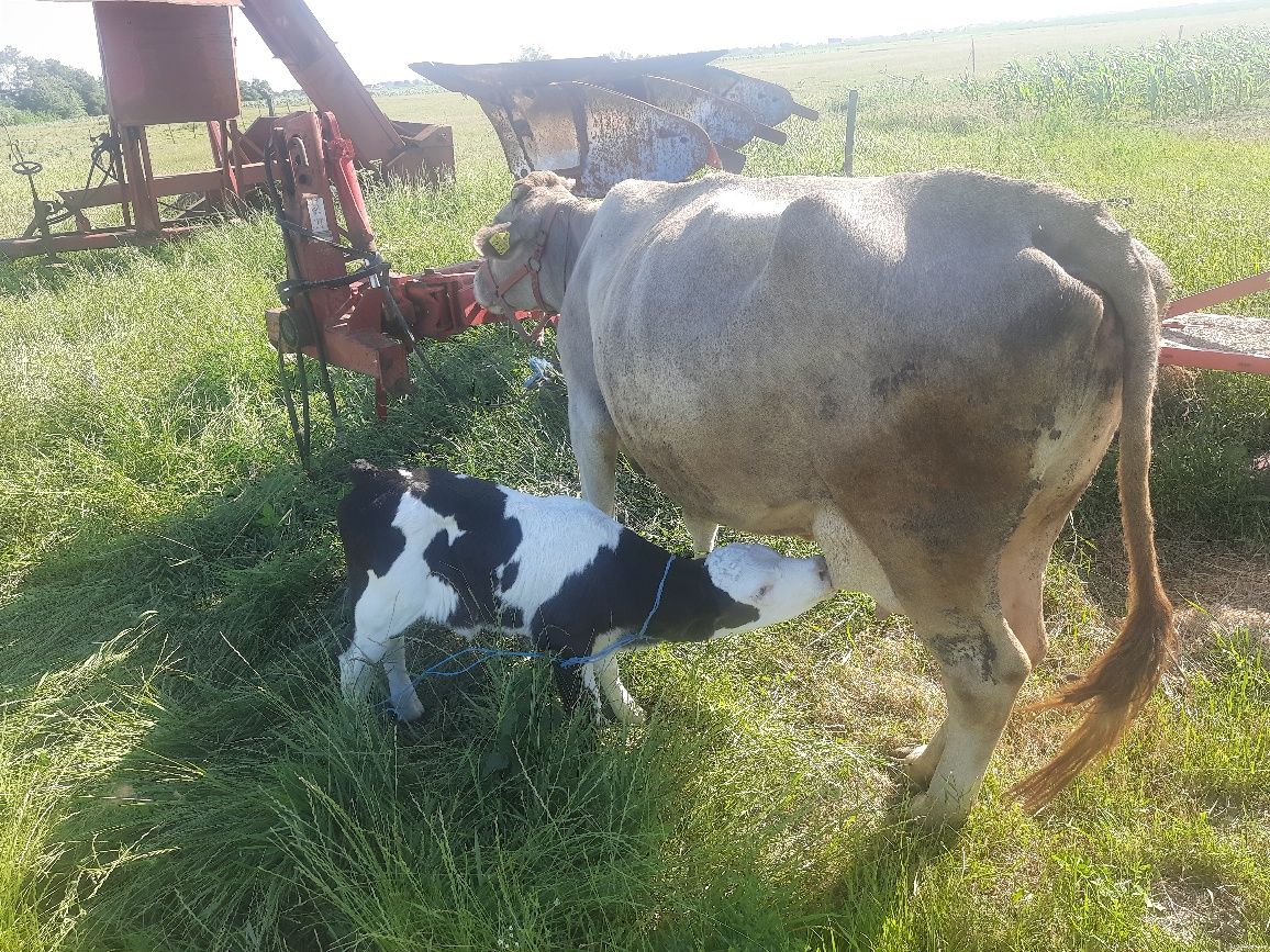 Vaca cu vitica albastru belgian