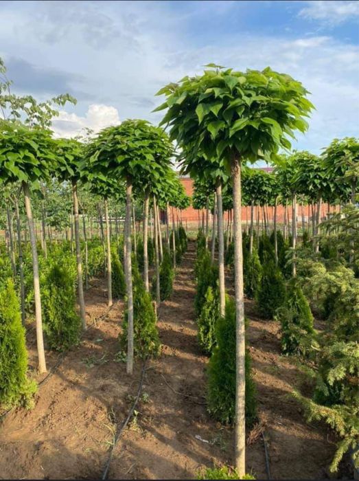 Mesteacan alb 3m - 7m catalpa glob oriunde in tara la pret minim