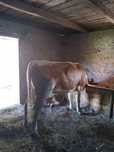 Vand vaca cu vitel