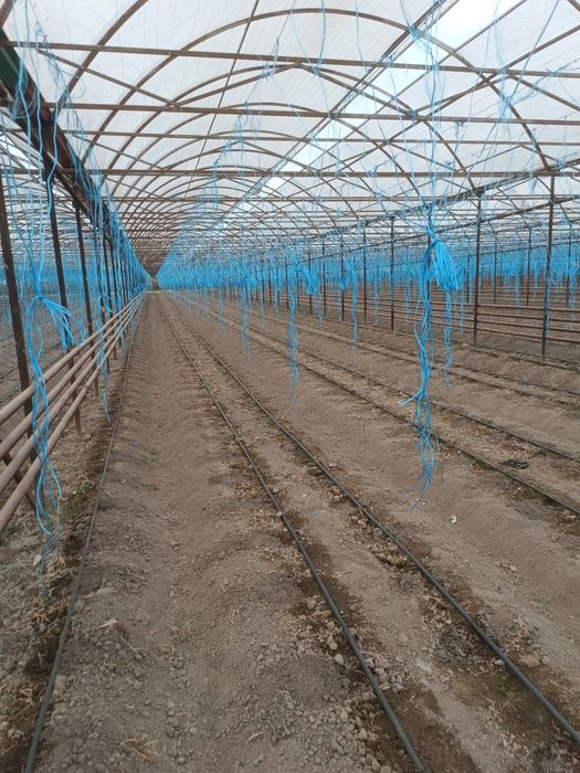 Issiqxona ijaraga beripadi kimga kerak bolsa kelishtirib beramiz