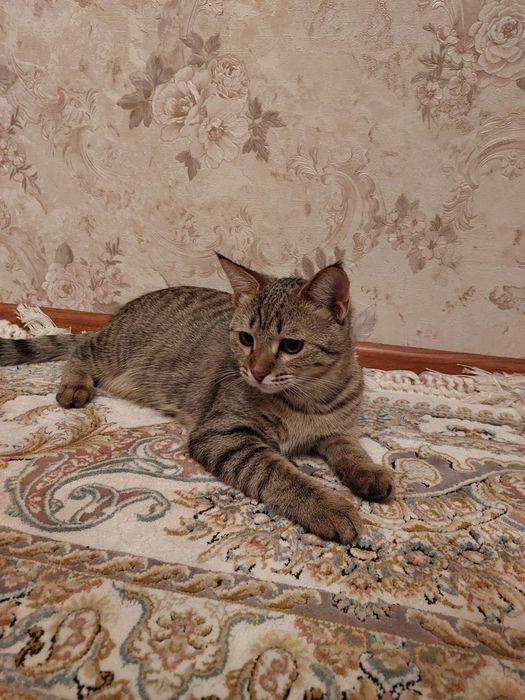 Кошки  5  месяцев , отдадим даром