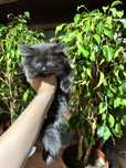 Highlandfol котенок чистокровный