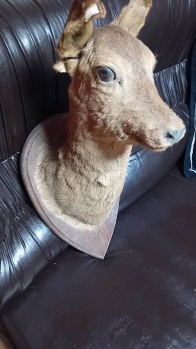 Препарирана  кошута.Катеричка   и  белка