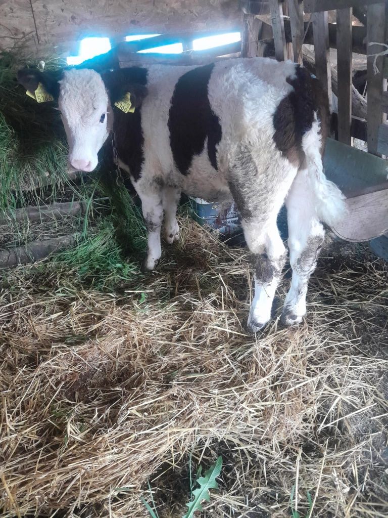 Vând vițel belgian