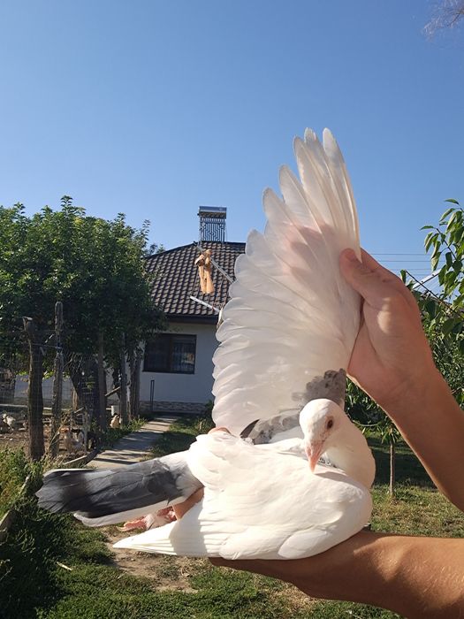 Porumbei Voiajori Masculi