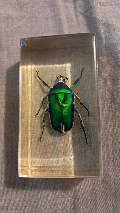 Насекоми в пластмасова призма