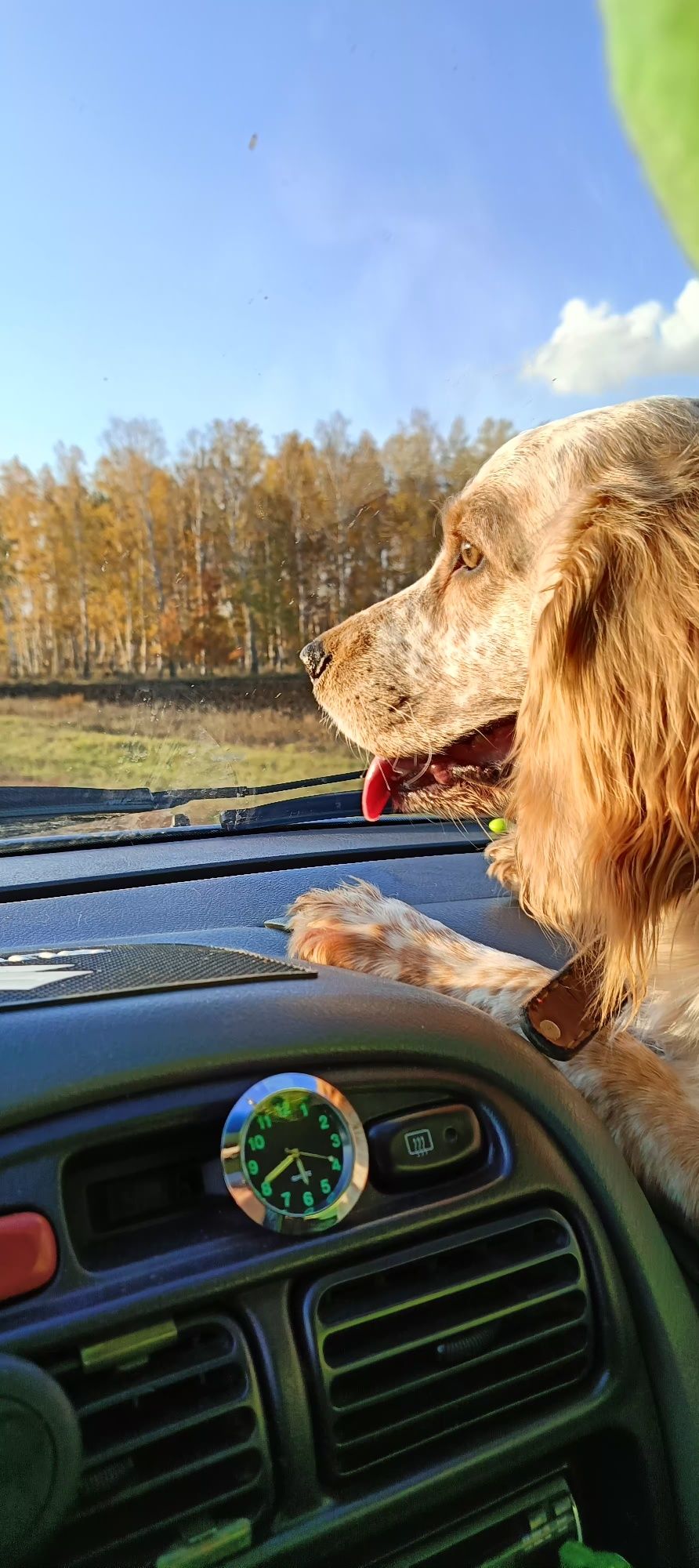 Нужна подружка для вязки с русским Спаниэлем.