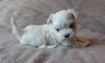 Bichon maltez minitoy