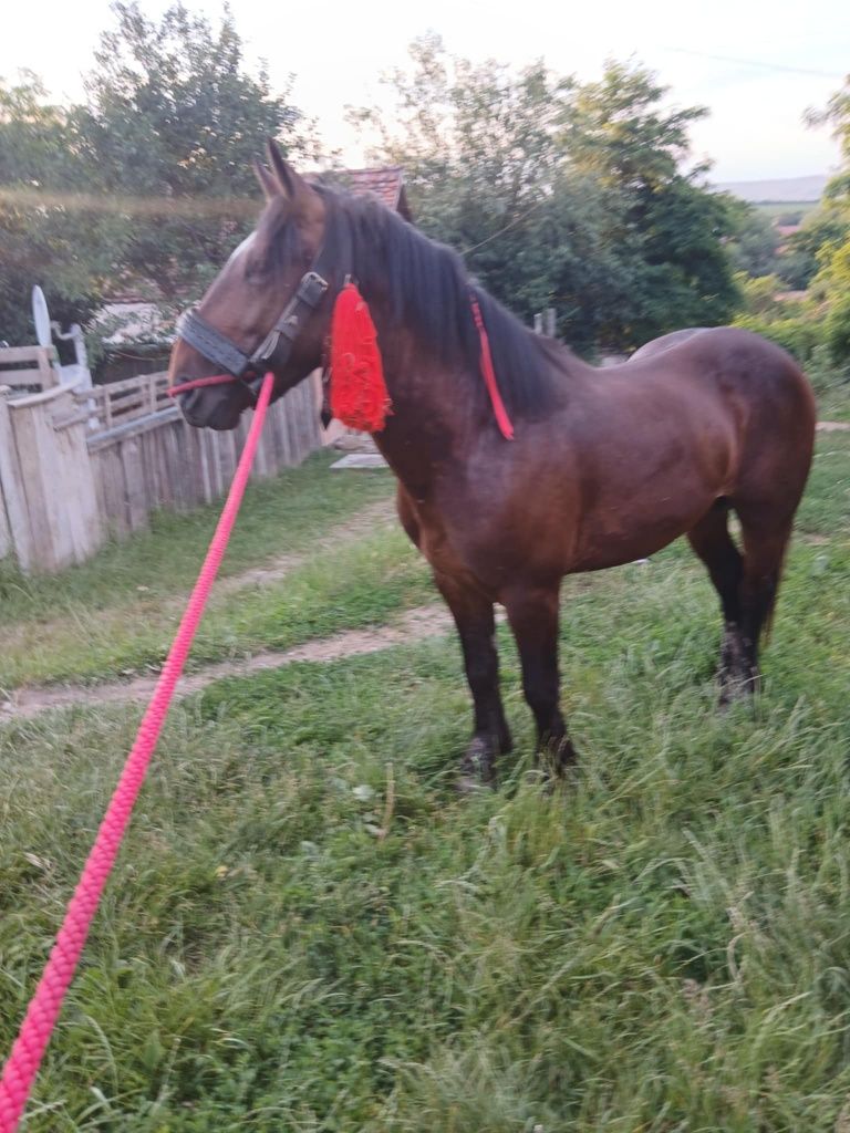 Vând mânz de doi ani jumate pus de doua ori în doi