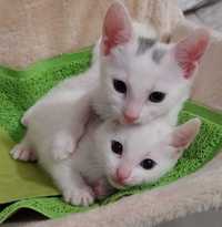 Adoptie pui de pisica albi