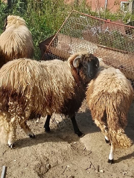 Noatin bucălău de vânzare