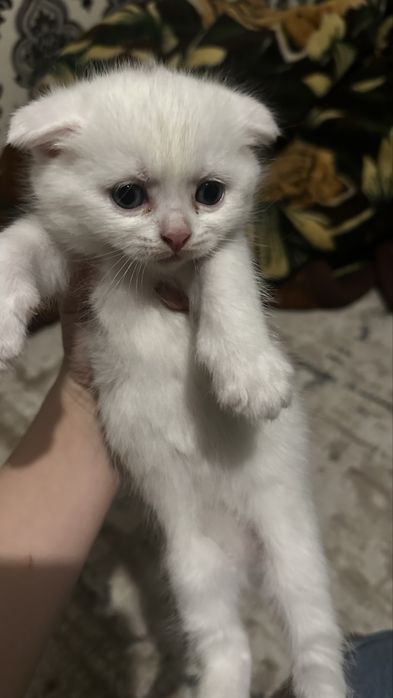 Продаем породистых котят третий помет
