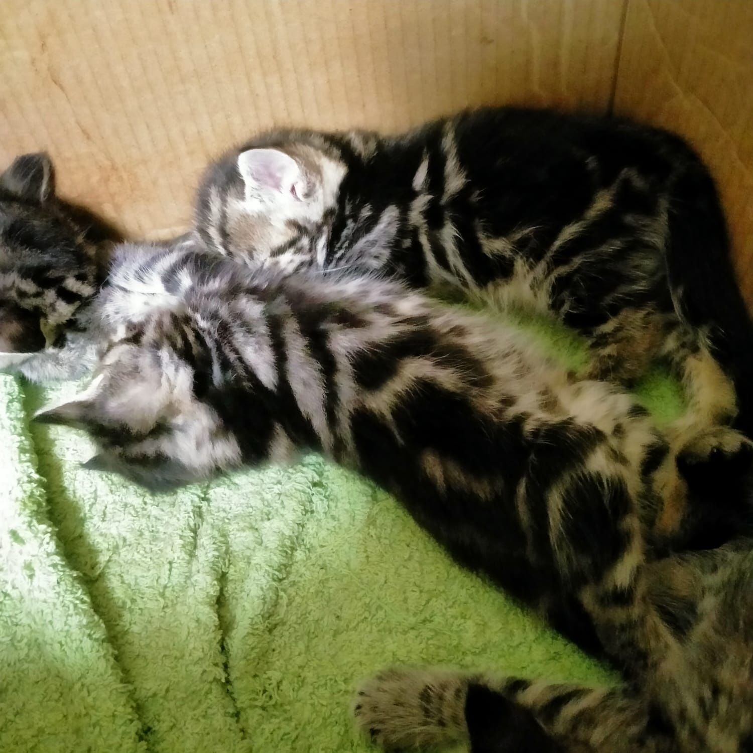 Готовы к продаже котята