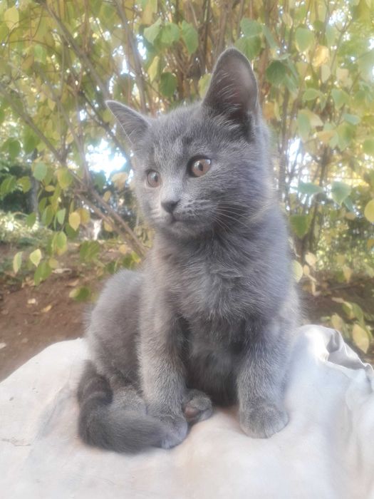 Котёнок ищет дом