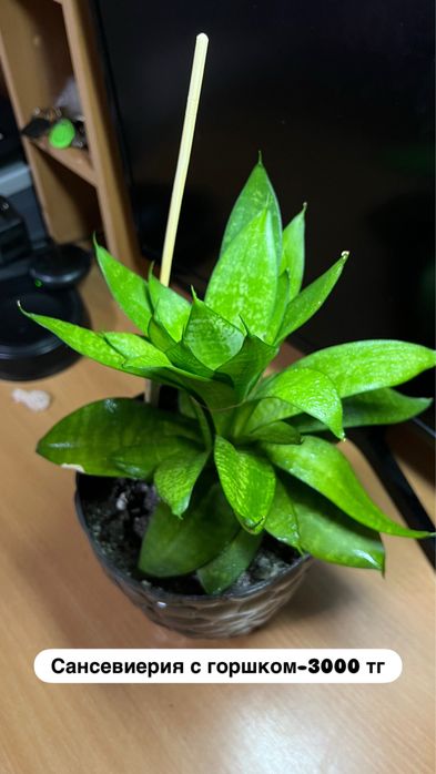 Комнатные растения