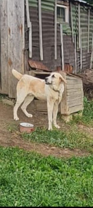 Caine de asia centrala