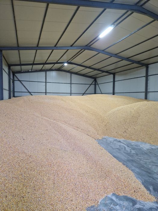 Porumb si Grau calitate f buna