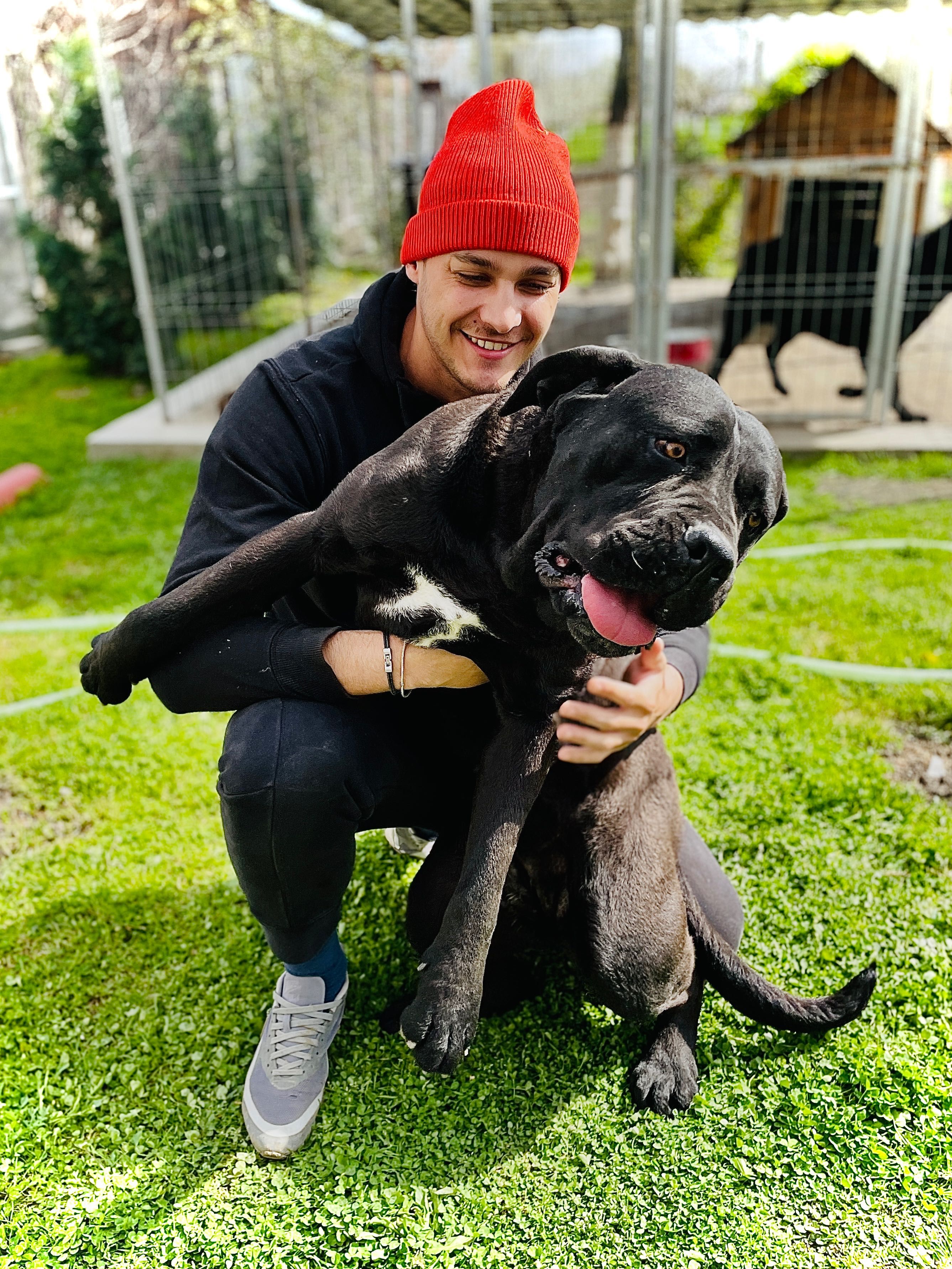 Cane corso Italiano