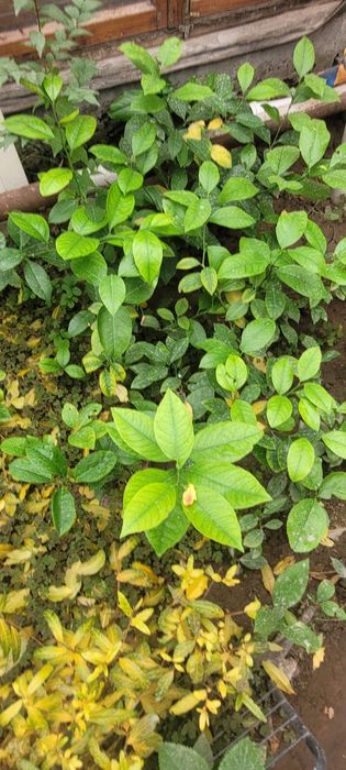 Продаю саженцы лимона