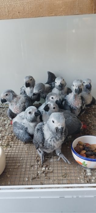 Папагали Кралско Жако - София