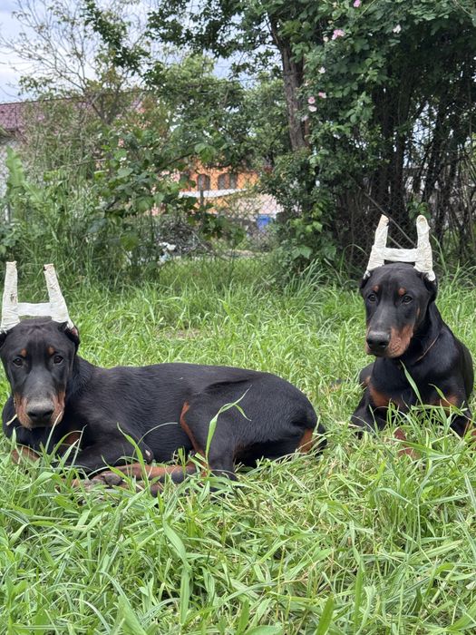 Cățeluș Doberman de 11 luni cu pedigree la reducere