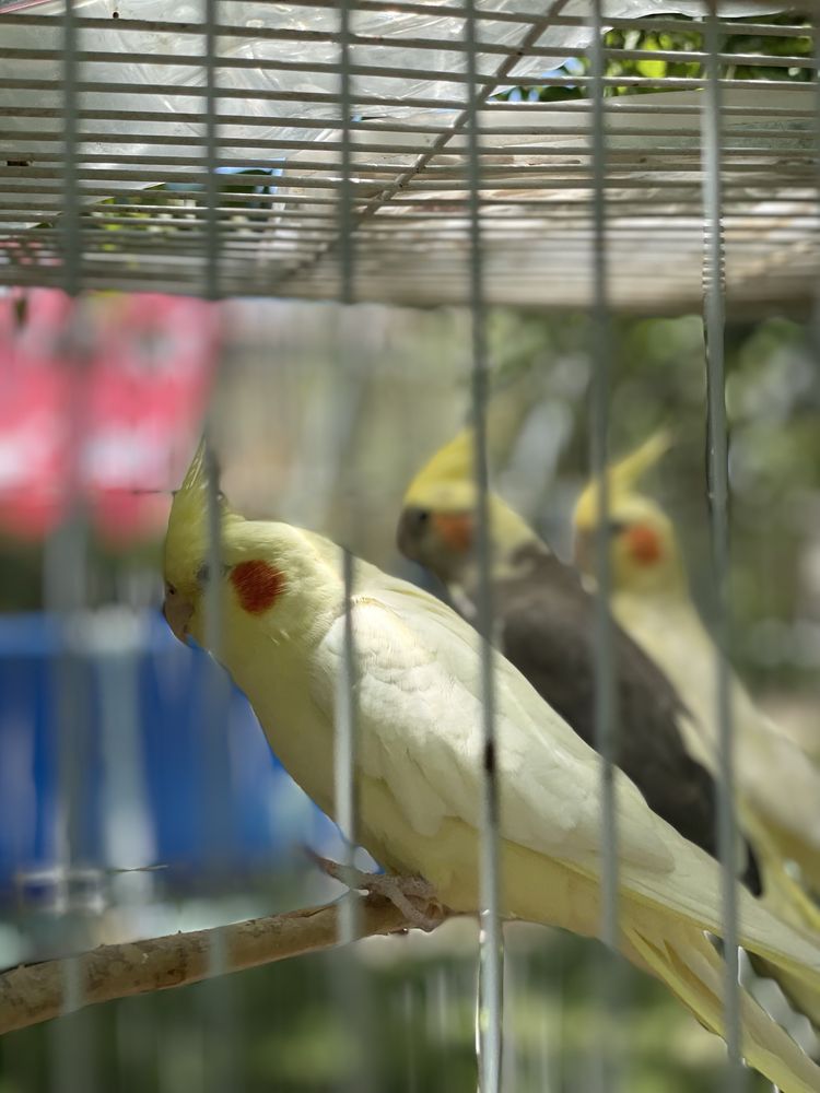 Продаются Розелы и корелы