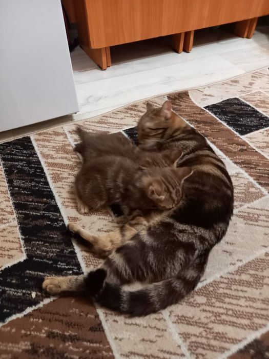 Продам котят шотладцы прямоухие