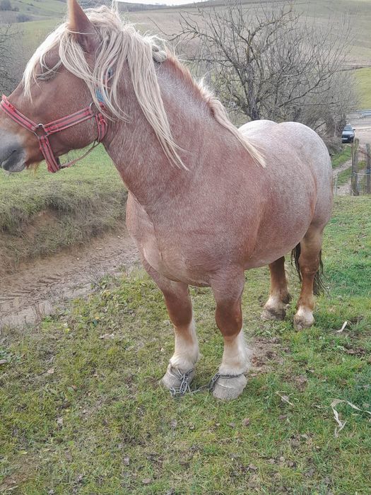 De vânzare pentru detalii la telefon