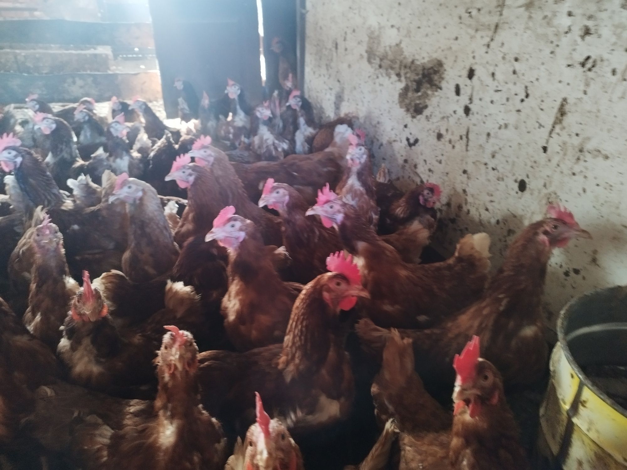 Кокошки за продан