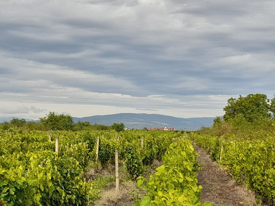 Vând 30 rânduri vie soi riesling