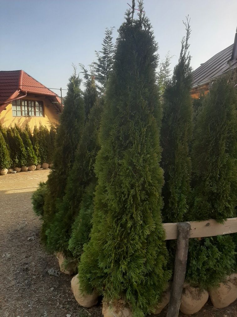 Tuia plante speciale ptr gradina