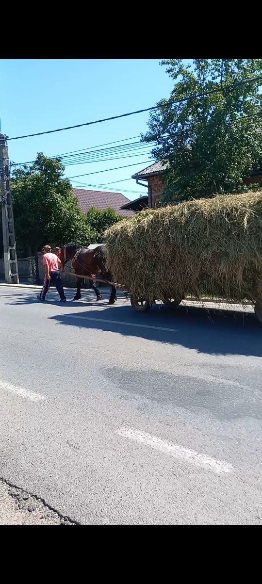 Manz armăsar doi ani