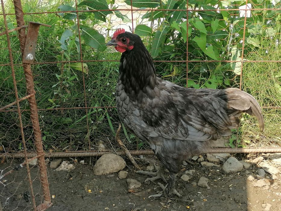 Cocoși australorp