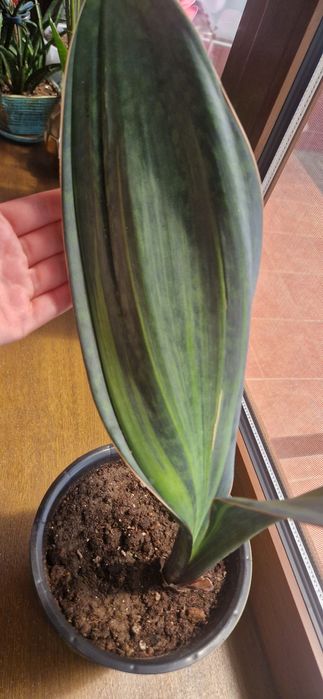 Сансеверия Масониана